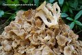 Polyporus umbellatus-amf1547